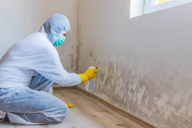 Best Mold Remediation for Healthcare Facilities  in Livingston, MT